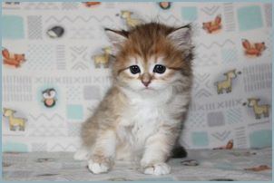 Female Siberian Kitten from Deedlebug Siberians 